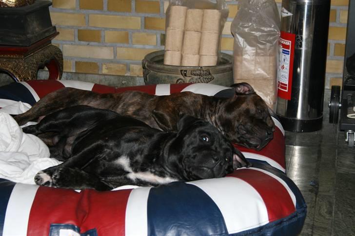 Devil og Nasty - Det bedste ved vinter er at der er tændt op i brændeovnen. billede 46