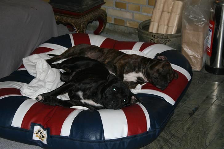 Devil og Nasty - Snoooork foran brændeovnen billede 47