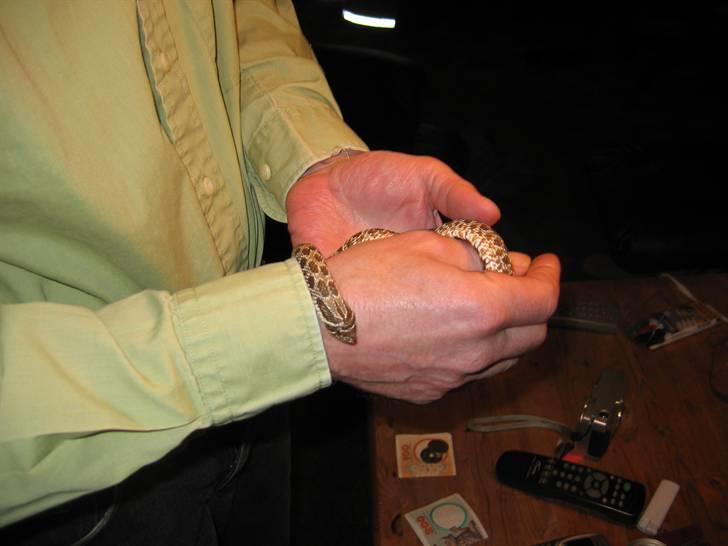 Mine slanger - Den 02.12.06 første gang ude efter den angreb mig, fordi mine finger lugtede af mus :o) billede 16