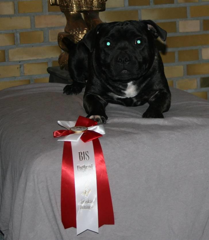 Devil og Nasty - Nasty BIR  og BIS unghund v. DTK. Juleskue billede 48