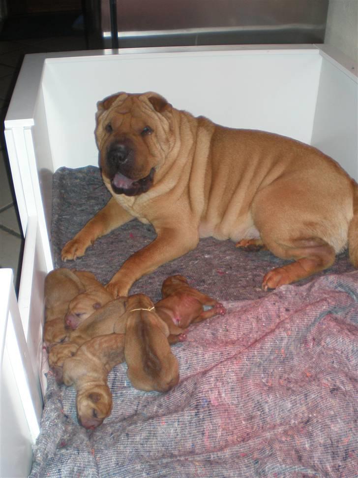 Shar Pei hvalpe - Den stolte mor. billede 1