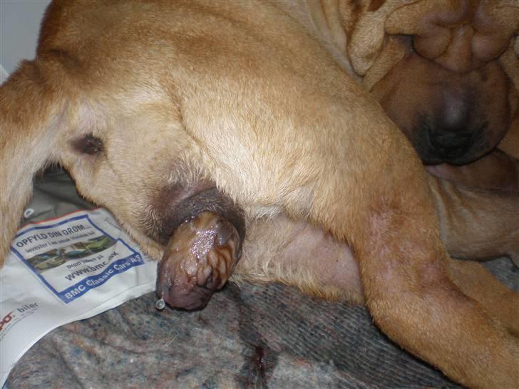 Shar Pei hvalpe - Så er den første lille ny på vej billede 2