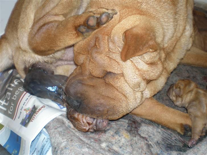 Shar Pei hvalpe - En våd velkomst billede 3