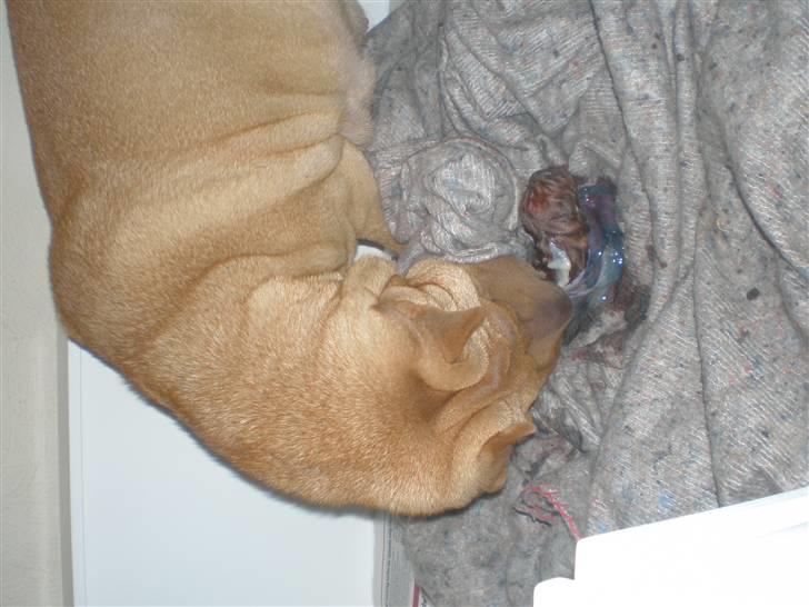 Shar Pei hvalpe - Og så skal vi nusses billede 4