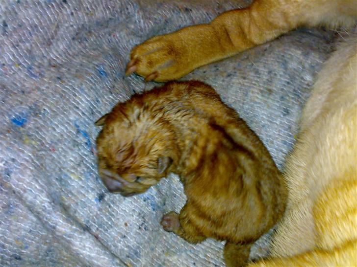 Shar Pei hvalpe - Så er jeg klar til livet billede 6