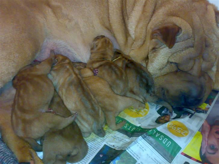 Shar Pei hvalpe - Den trætte mor efter 4 timers hårdt arbejde billede 7