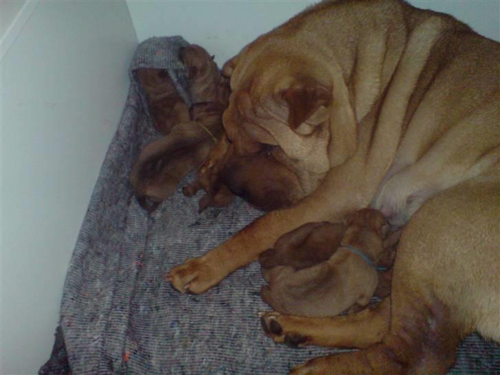 Shar Pei hvalpe - Så er der liv i hvalpekassen billede 8