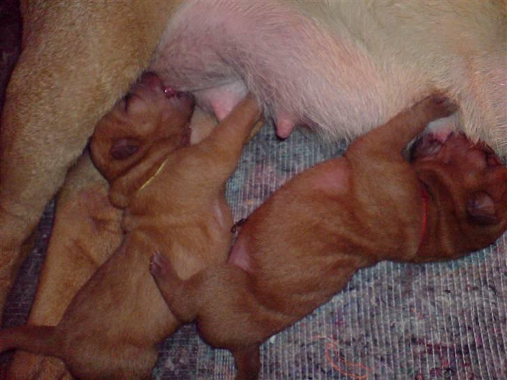 Shar Pei hvalpe - Åhh.. det er dejligt med lidt mælk billede 9