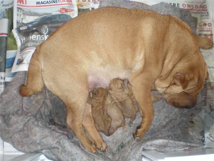 Shar Pei hvalpe - Endelig ......  ro. billede 10