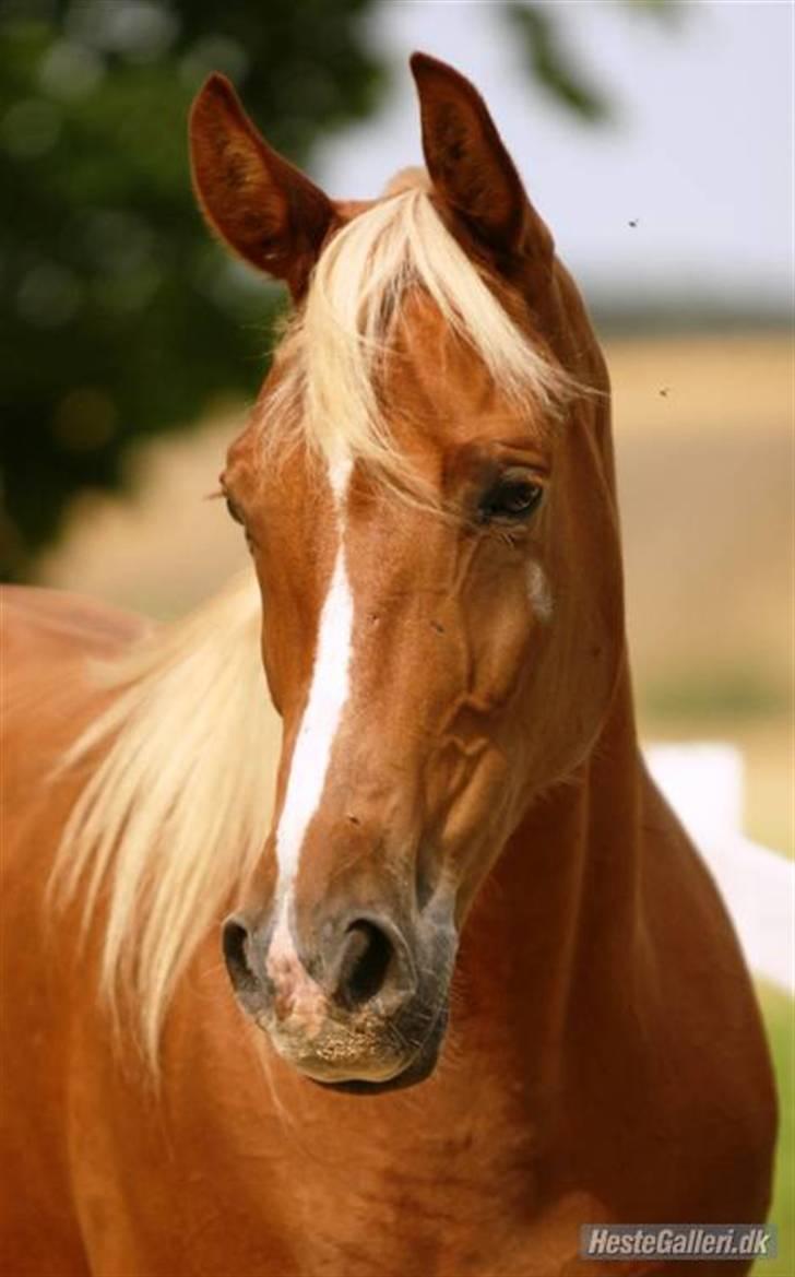 Mine tegninger - Model til tegning til konkurrence..navn: I´m gold and dangerous billede 7