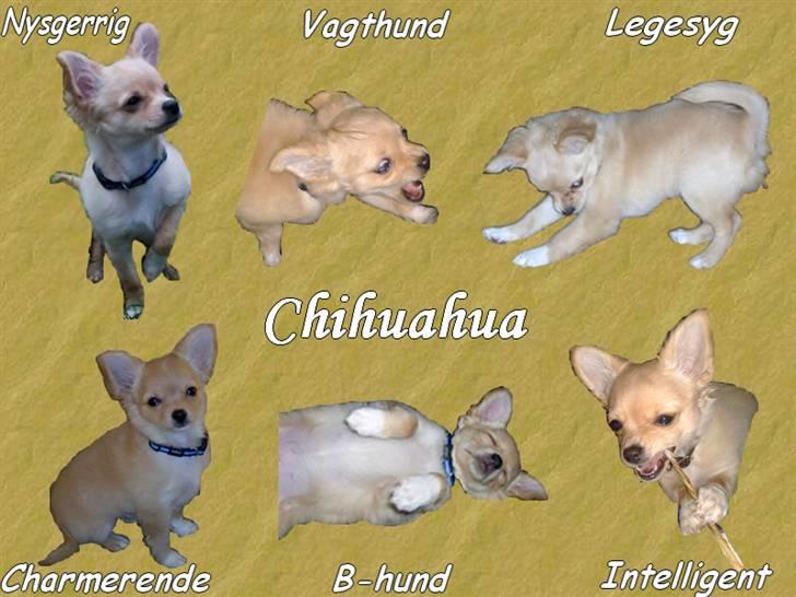 Min amatør/øvelses mappe - Billedkonkurrence Marts 2008
Tema: Præsenter din race billede 4