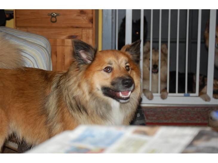 {{currentPhoto.altText}} billede {{currentPhoto.number}}