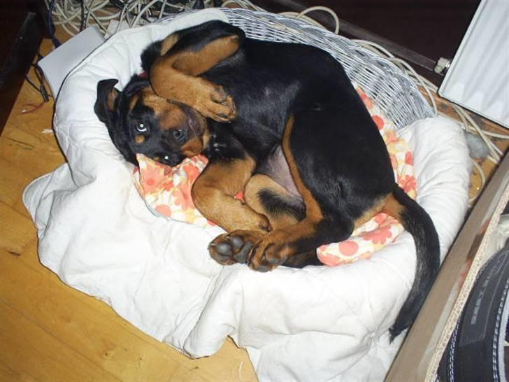 Hyggestunder - Shanti i kurven som hun er ved at vokse ud af billede 1