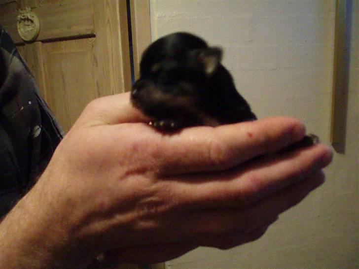 Tæver fra kennel Bygstubben - Bygstubbens Coco Chanell. Min personlige farvoret pt, men nu ser vi om 14 dage:) billede 1