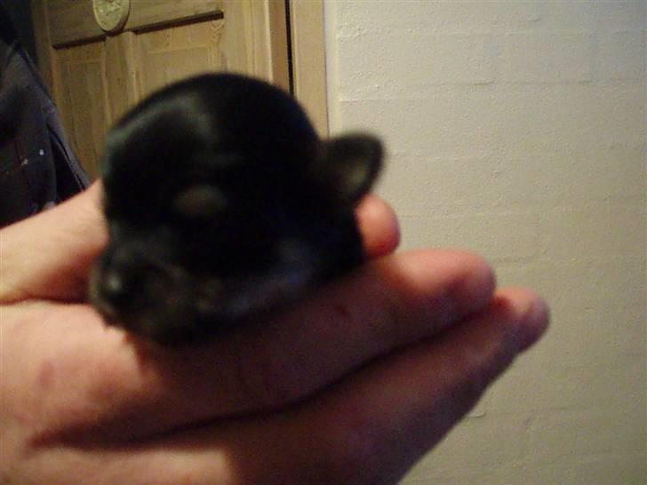 Tæver fra kennel Bygstubben - Bygstubbens Coco Chanell. billede 2