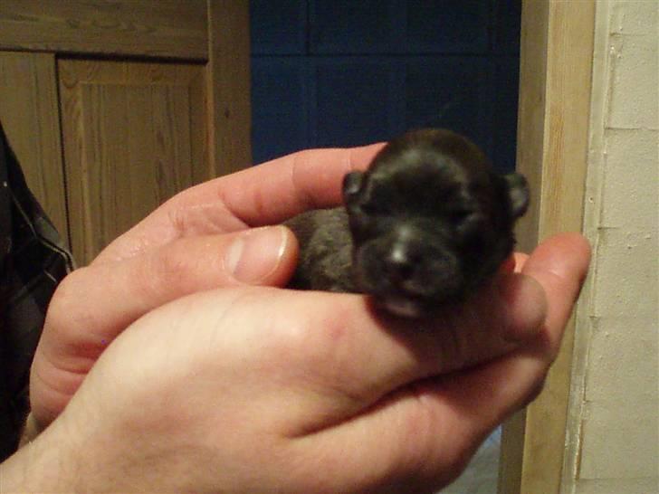 Tæver fra kennel Bygstubben - Bygstubbens Precious Girl. Hun er en lille basse. billede 3