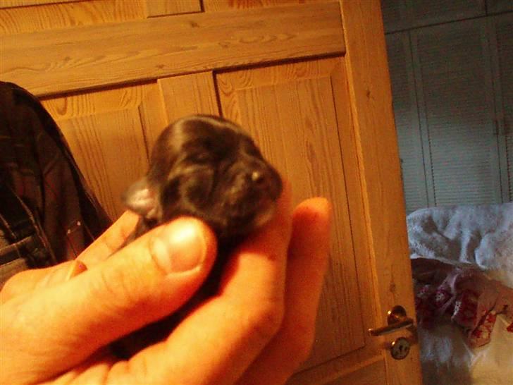 Tæver fra kennel Bygstubben - Bygstubbens Precious Girl. Er svært at vælge mellem de små dejlige hvalpe:) billede 4