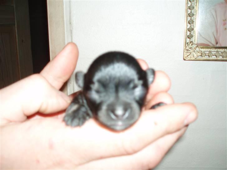 Tæver fra kennel Bygstubben - Bygstubbens Little Beautyful Girl. Hun er godt nok en lille sød en Minka. billede 5
