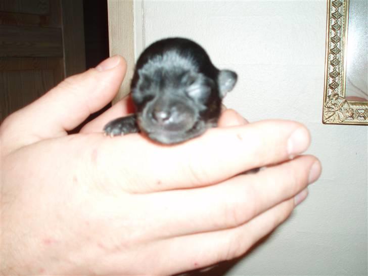 Tæver fra kennel Bygstubben - Bygstubbens Little Beautyful Girl billede 6