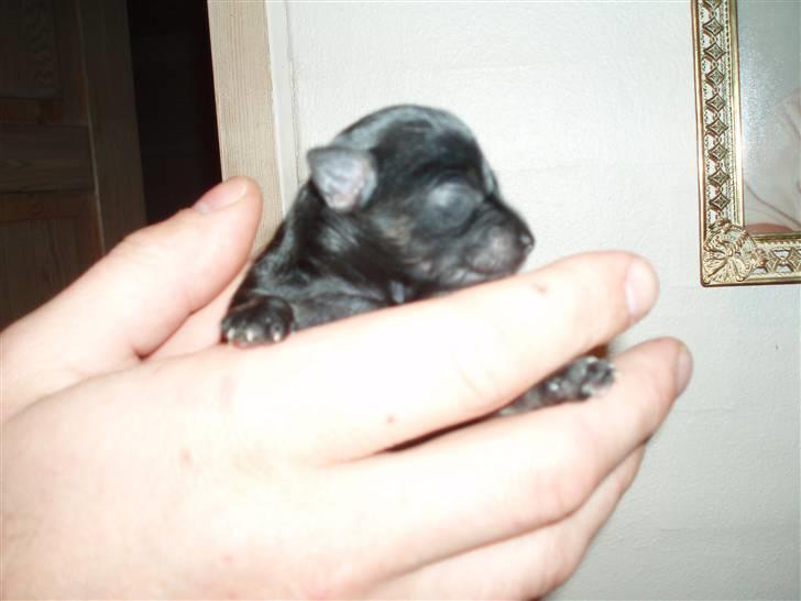 Tæver fra kennel Bygstubben - Bygstubbens Little Beautyful Girl. Rigtig kan man kun se hun er sort i hovedet, men ved ikke om kameraet afslører eller snyder, men tan farven er der hvertfald:) billede 7