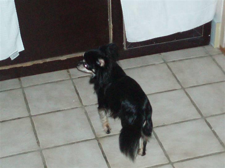 Tæver fra kennel Bygstubben billede 8