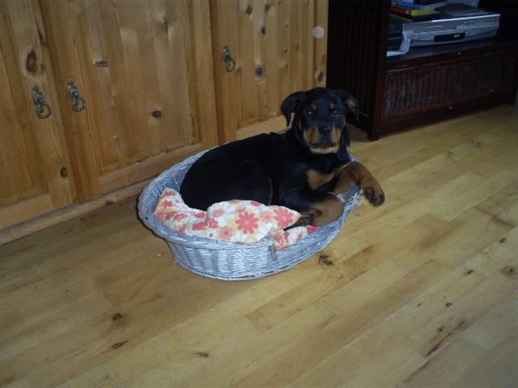 Hyggestunder - 09/03/2008 billede 7