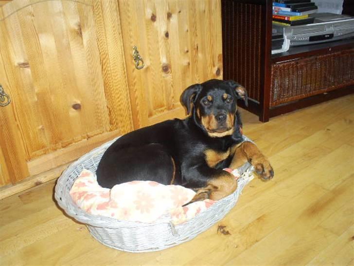 Hyggestunder - Sød og uskyldig....Yeah right! billede 8