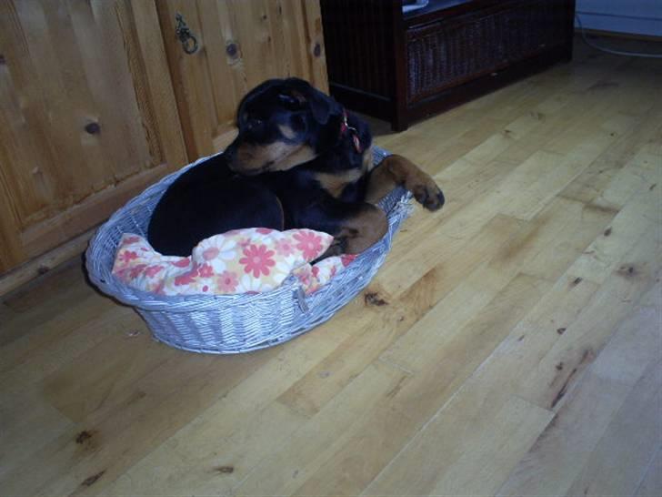 Hyggestunder billede 10