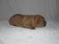 Shar Pei hvalpe - 6. hvalp fawn tæve 9, Ally, dage gammel. Solgt