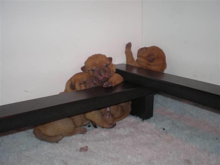 Shar Pei hvalpe - 1 uge gamle og der hygges billede 11