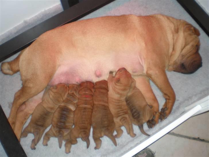 Shar Pei hvalpe - Spisetid billede 12