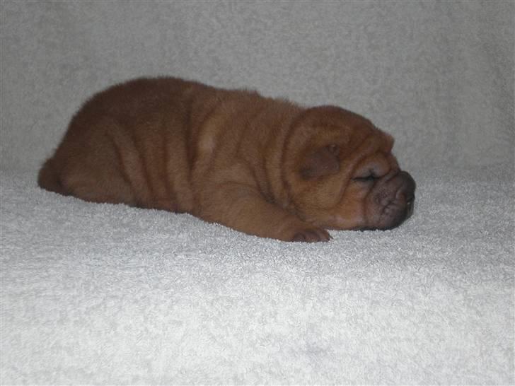 Shar Pei hvalpe - 1.hvalp rød dreng, Aslan, 9 dage gammel. Solgt billede 13
