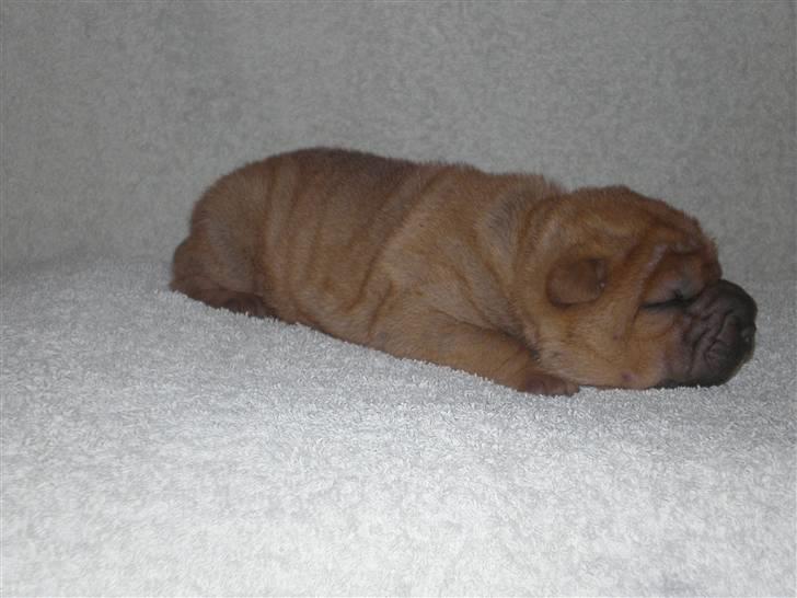 Shar Pei hvalpe - 2. hvalp fawn tæve, Amilla, 9 dage gammel. Solgt billede 14