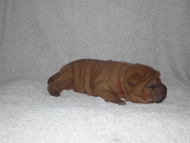 Shar Pei hvalpe - 3. hvalp rød tæve, Alma, 9 dage gammel. Solgt billede 15