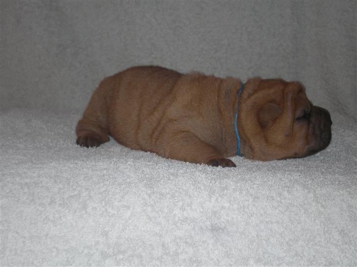 Shar Pei hvalpe - 4. hvalp fawn dreng, Aron, 9 dage gammel . Solgt. billede 16