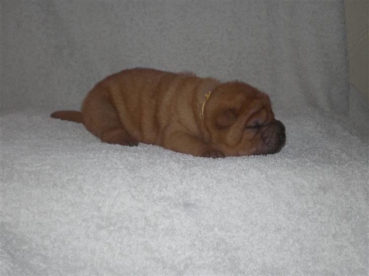Shar Pei hvalpe - 5. hvalp fawn dreng, Rynke, 9 dage gammel. solgt billede 17