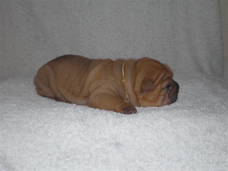Shar Pei hvalpe - 6. hvalp fawn tæve 9, Ally, dage gammel. Solgt billede 18