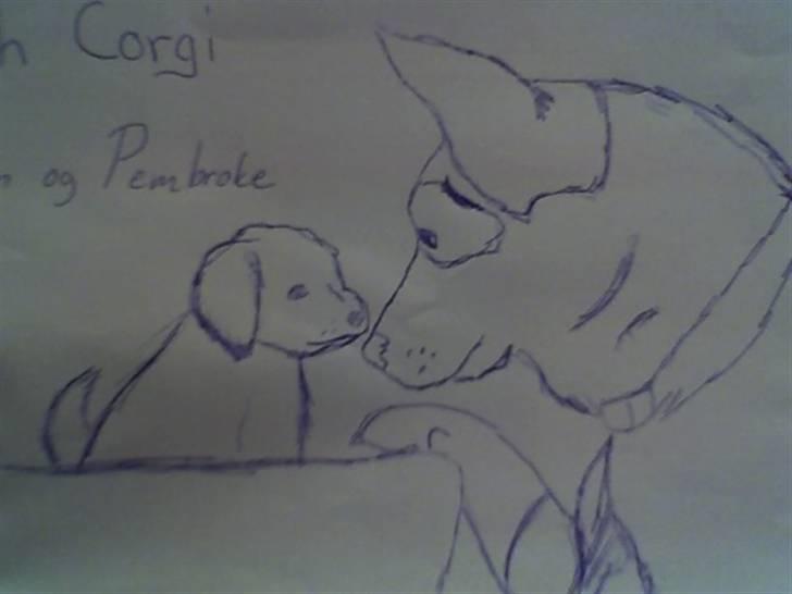 Mine tegninger - Jeg prøvede da..welsh corgi cardigan..og cocker spaniel hvalp.. billede 10