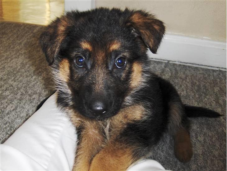 {{currentPhoto.altText}} billede {{currentPhoto.number}}