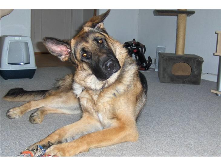 {{currentPhoto.altText}} billede {{currentPhoto.number}}