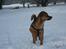 Fenris i sne! - Smukke Fenris...