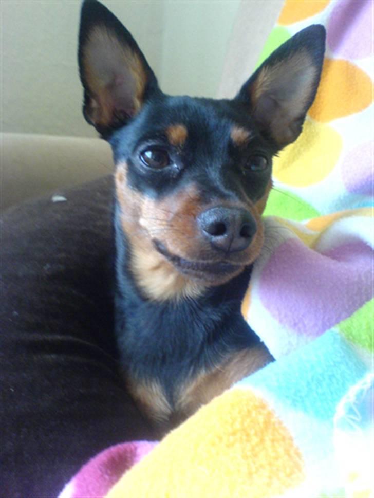 Påskebilleder - Det er lidt hyggeligt at være model tsk tsk billede 3