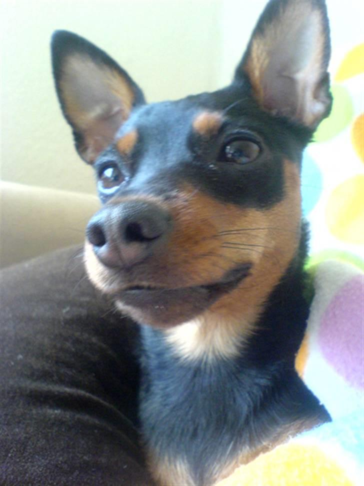 Påskebilleder - Skal os' lige vende den anden side til ;o) billede 4