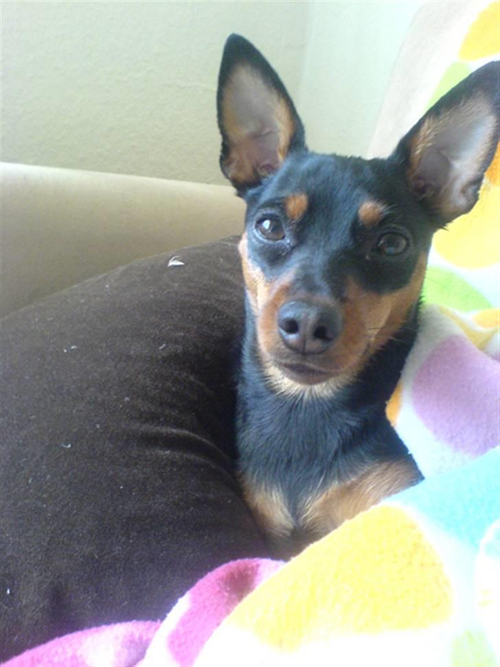 Påskebilleder - Og jeg er så smuk at mor ik kan la vær at tage billeder af mig *gg* billede 5