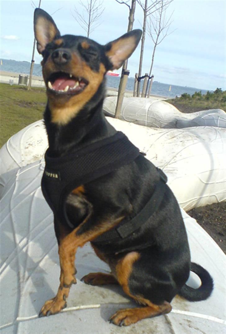 Påskebilleder - Hahah jeg elsker at være ved stranden.. hihi
 billede 6