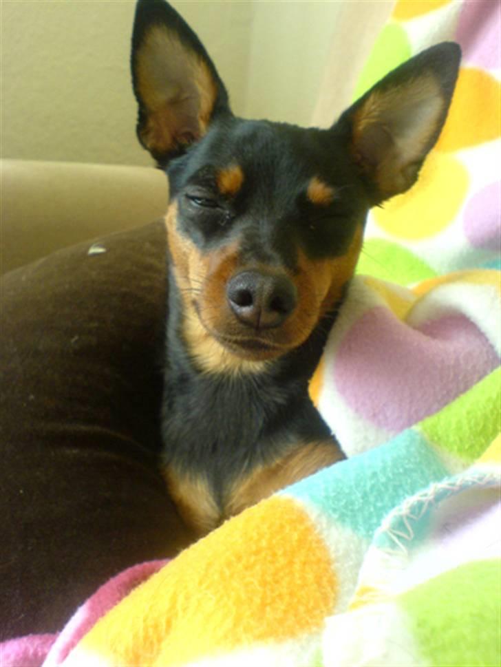 Påskebilleder - Det er så dejligt at man misser med øjnene... billede 2