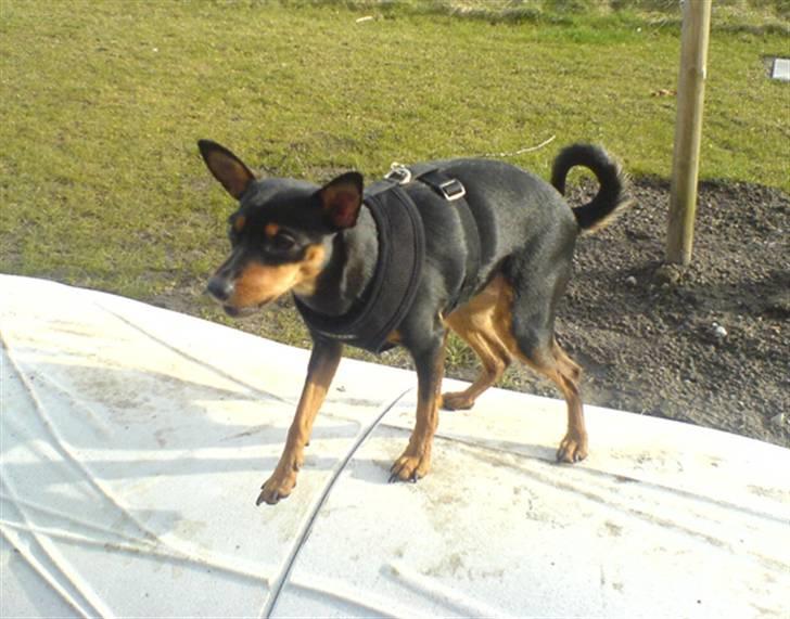 Påskebilleder - Jeg er god til at gribe guffer.. billede 7