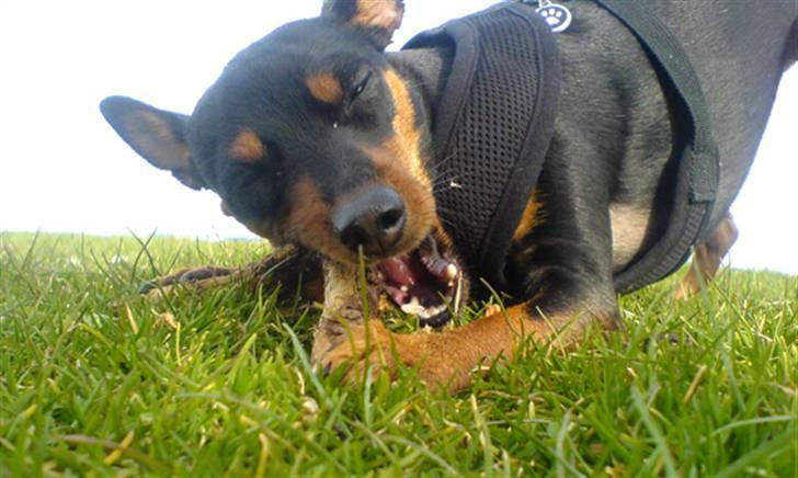 Påskebilleder - ....og elsker at tygge i pinde ;o) billede 8