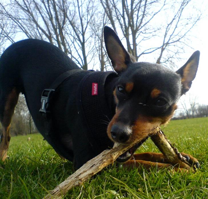 Påskebilleder - Det er bare sååå dejligt billede 9