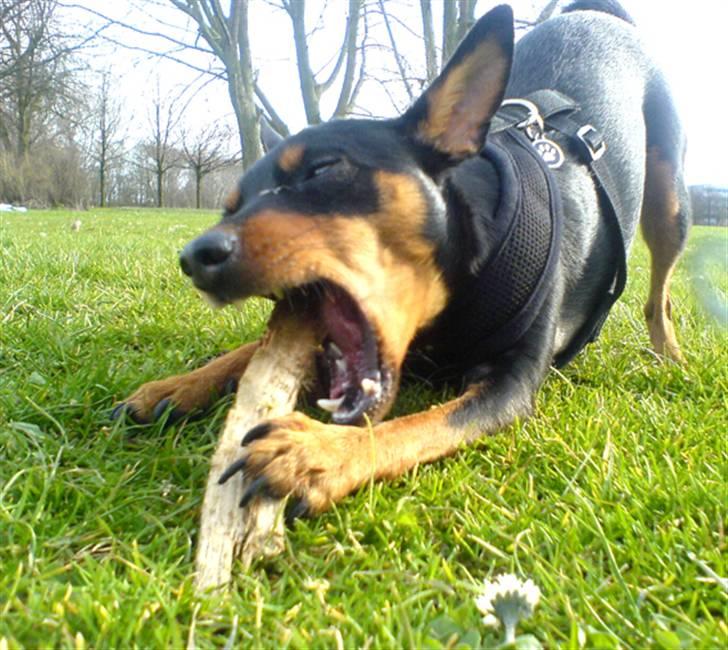 Påskebilleder - Tygge tygge tygge... tsk tsk billede 10
